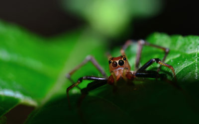 Araignée sauteuse de Sumatra