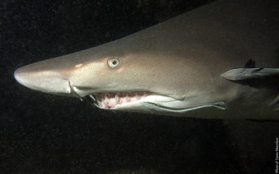 Requin taureau (Australie)