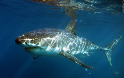 Grand Requin blanc (Australie)