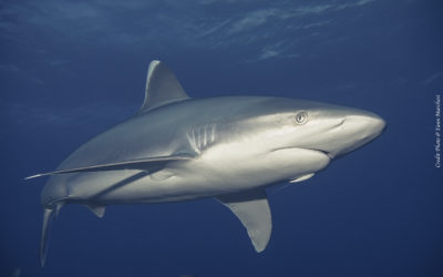 Requins pointe blanche de récif (Polynésie)