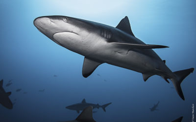 Requin gris (Polynésie)