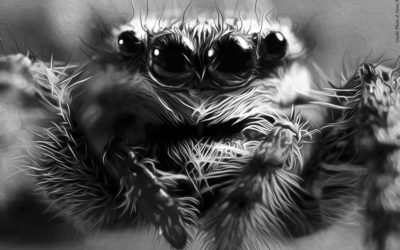 Araignée sauteuse (Salticidae)